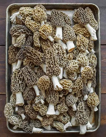 Morel mushrooms
