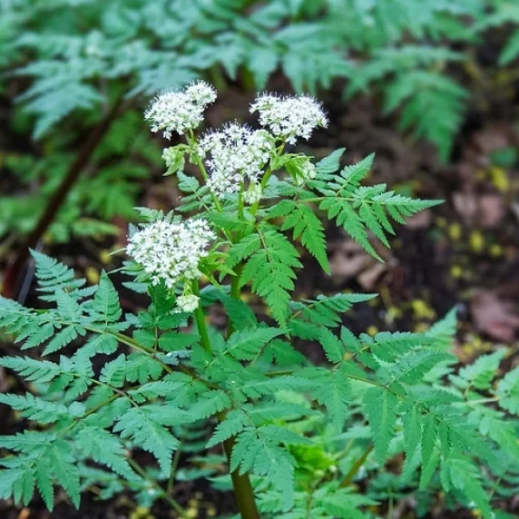 Sweet Cicely Ice Cream