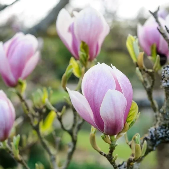 Magnolia flower pickle