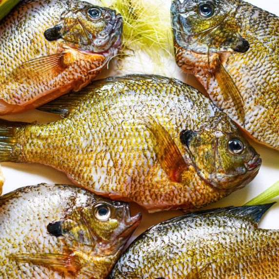 bluegill