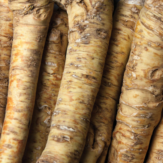 Wild Horseradish root sauce