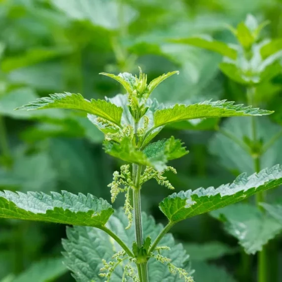 Stinging Nettle and Potato Cakes