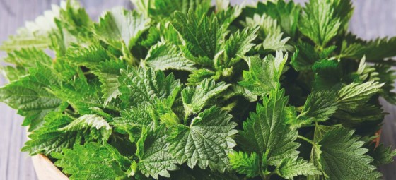 Stinging Nettle Tea